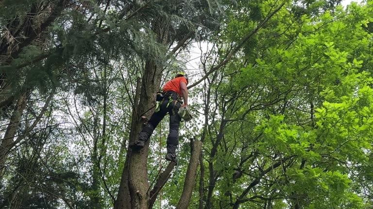 Trusted Dawson, GA Tree Removal and Landscaping Services Experts